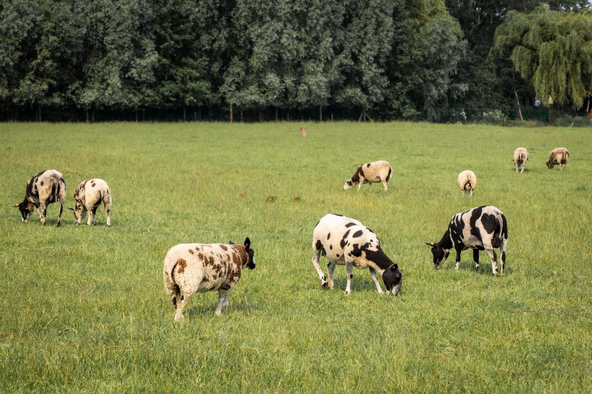 De Kaleihoeve Bavikhove Exteriér fotografie